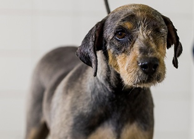 Jack é um cão de pelo cinza, com manchas caramelo na face